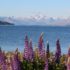 Lake Tekapo, Nuova Zelanda. Autore e Copyright Marco Ramerini